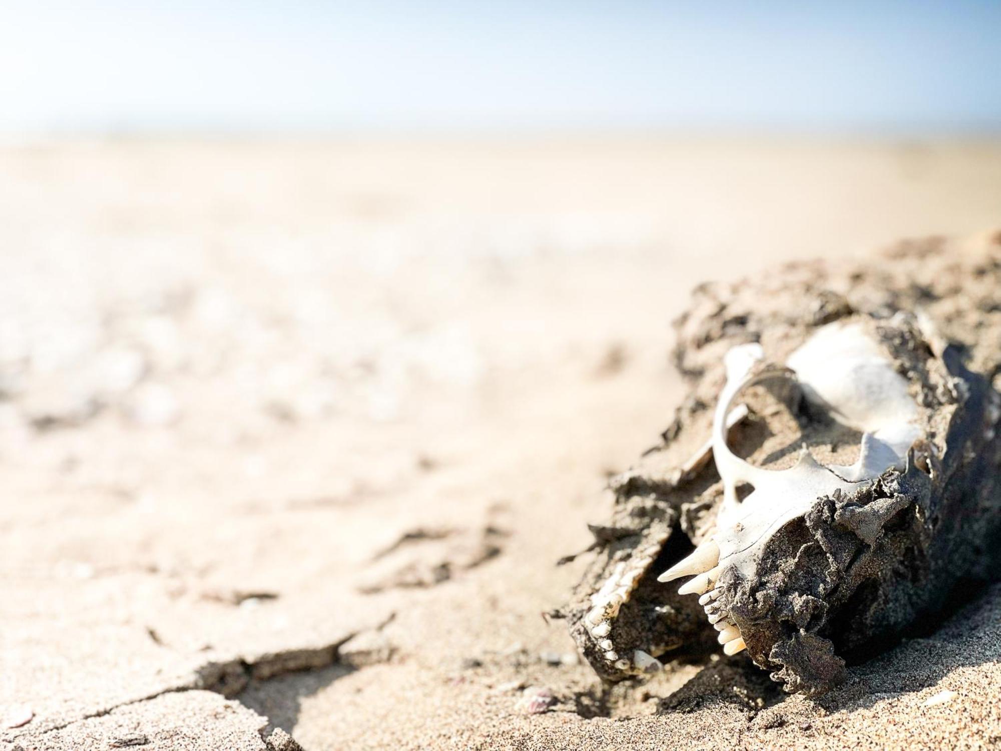 Skeleton Beach Backpackers Swakopmund Exteriör bild